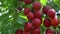 A lot of ripe red cherry plums are swaying on a tree branch. Macro video of ripe berries.