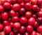 a lot of ripe shiny red cherry plum - background