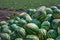 Lot of ripe watermelons against the blue sky. Closeup of a green watermelon