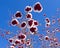 Lot of Rowan berries covered with snow.Bottom view