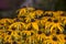 Lot of Rudbeckia in the garden