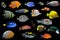 Lot of saltwater group of aquatic animals in black background