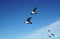 a lot seagulls Black-headed gulls birds blue sky clouds. Sea ocean nice picture