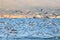 A lot of seagulls fly against the background of the opposite shore of the bay and the ship