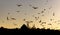 A lot of seagulls are flying over Istanbul minarets and mosques silhouettes.