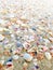 A lot of seashells on the Atlantic beach