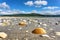 A lot of seashells on the Atlantic beach at low tide