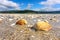 A lot of seashells on the Atlantic beach at low tide