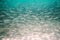 lot of small fish in sea under water fish colony, fishing, ocean wildlife scene. Large shoal of small gray fish underwater in the