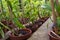 Lot of small orchid flowers in the pots