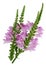 A lot of small pink flowers bloom on a branch of a decorative w
