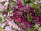 lot of small plants in shades of pink and purple decorating floral arrangements