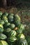 A lot of striped watermelons piled near the field where they grow for sale, selective focus