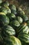 A lot of striped watermelons piled near the field where they grow for sale, selective focus