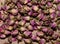A lot of tea from dried buds and petals of a lilac damask rose lies on a paper background