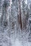 Ð lot of thin twigs covered with snow in fairy tale winter forest