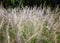 Lot of tiny grass inflorescence flowers on plain lawn