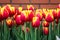 A lot of tulips at an exhibition of flowers.