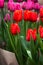 A lot of tulips at an exhibition of flowers.