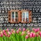A lot of tulips in front of painted wooden summer cottage