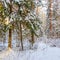 A lot of twigs and branches covered with fluffy white snow. Beautiful winter snowy forest in sunny day