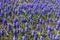 A lot of violet flowers of Armenian grape hyacinths