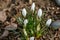 Lot of white bud crocuses Ard Schenk on a natural background of brown forest land. Selective focus.