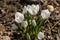 Lot white crocuses Ard Schenk on a natural background of brown forest land
