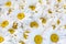 A lot of white daisy flowers in bloom close up decorative background, many chamomile flower texture backdrop, camomiles blossom