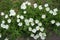 A lot of white flowers of Oenothera speciosa