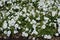 A lot of white flowers of petunias