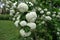 A lot of white flowers pf Viburnum opulus roseum in May