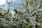 A lot of white flowers of sour cherry against the sky in April