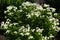 A lot of white flowers of Tanacetum parthenium