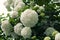 A lot of white flowers of Viburnum macrocephalum