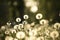 A lot of white fluffy flowered dandelions in a green meadow on a sunny day. Soft selective focus.