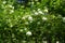 A lot of white inflorescences of Viburnum opulus sterile in May