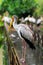 Lot of white storks sitting on bridge railings, ciconia, at rainy day.