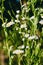 A lot of White wild aster. Summer little flowers Outdoor closeup