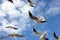 Lot of wild seagulls chaotic flying in the blue sea sky with white clouds closeup view