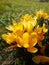 Lot of yellow crocuses on green meadow