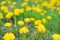 A lot of yellow dandelions with green stems in the background you want to blur