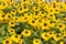 A lot of yellow, flowers of Rudbeckia blooming in the garden, close up