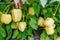 A lot of yellow pepper on the bushes. A woman shows a crop of peppers.