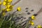 A lot of yellow tulips on the flowerbed, green stems, flowers, s