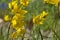 Lot of yellow tulips on the flowerbed, stems, leaves
