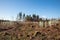 A lot of young trees  in the forest with blue sky in the spring, concept reforestation