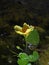 Lotos Nuphar lutea