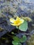 Lotos Nuphar lutea