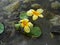 Lotos Nuphar lutea